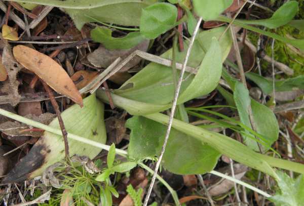 Ophrys (Sicilia)